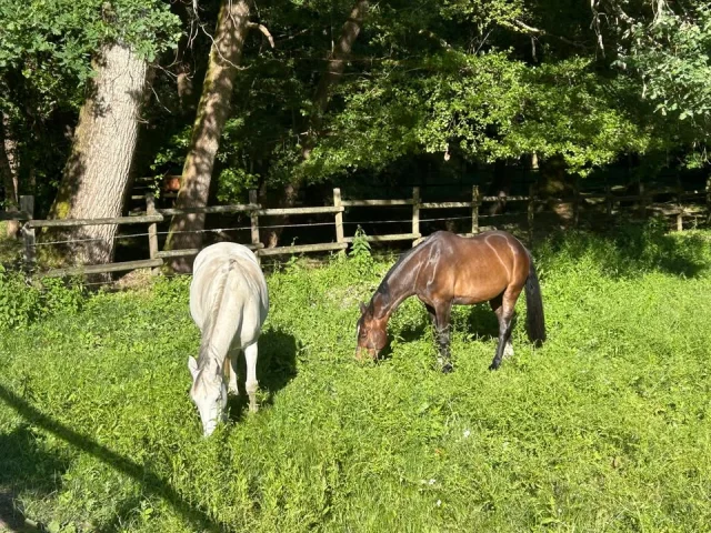 Au cœur du Médoc, le Château de l'Isle ne se résume pas à des chambres d’hôtes de charme. 

Le domaine abrite également de superbes écuries, pensées pour offrir aux chevaux comme à leurs propriétaires un environnement privilégié :

🌿 Des installations soignées et parfaitement entretenues
🐴 Des boxes spacieux et confortables
🌳 Des paddocks et espaces extérieurs au cœur d’un cadre verdoyant
🏡 Un domaine sécurisé, calme et propice au bien-être animal

Les écuries du domaine reflètent les valeurs du lieu : élégance, exigence et respect. Chaque cheval évolue dans un environnement naturel et apaisant, idéal pour le travail comme pour le repos.

Que vous soyez cavalier passionné, propriétaire ou simplement amoureux des chevaux, le Château de l’Isle offre une prestation complète, alliant qualité des infrastructures et atmosphère raffinée.
Séjourner ici, c’est vivre une expérience unique où nature, art de vivre et passion équestre se rencontrent harmonieusement.

📩 Découvrez le domaine et ses prestations ➡️ http://www.chateaudelisle.com

#ChâteauDeLIsle #DomaineDeCharme #Écuries #PassionCheval