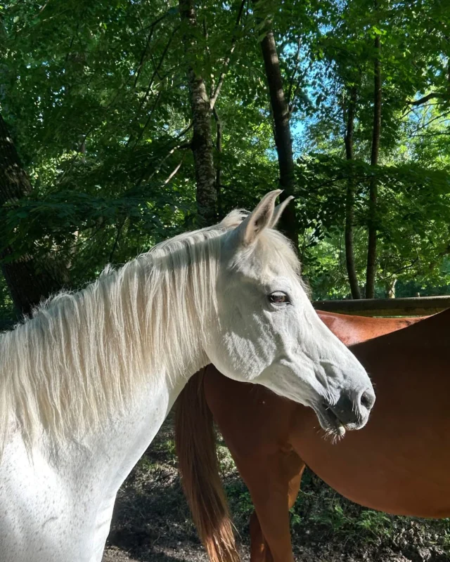 Au cœur du Médoc, le Château de l'Isle ne se résume pas à des chambres d’hôtes de charme. Le domaine abrite également de superbes écuries, pensées pour offrir aux chevaux comme à leurs propriétaires un environnement privilégié :

🌿 Des installations soignées et parfaitement entretenues
🐴 Des boxes spacieux et confortables
🌳 Des paddocks et espaces extérieurs au cœur d’un cadre verdoyant
🏡 Un domaine sécurisé, calme et propice au bien-être animal

Les écuries du domaine reflètent les valeurs du lieu : élégance, exigence et respect. Chaque cheval évolue dans un environnement naturel et apaisant, idéal pour le travail comme pour le repos.

Que vous soyez cavalier passionné, propriétaire ou simplement amoureux des chevaux, le Château de l’Isle offre une prestation complète, alliant qualité des infrastructures et atmosphère raffinée.
Séjourner ici, c’est vivre une expérience unique où nature, art de vivre et passion équestre se rencontrent harmonieusement.

📩 Découvrez le domaine et ses prestations ➡️ http://www.chateaudelisle.com

#ChâteauDeLIsle #DomaineDeCharme #Écuries #PassionCheval