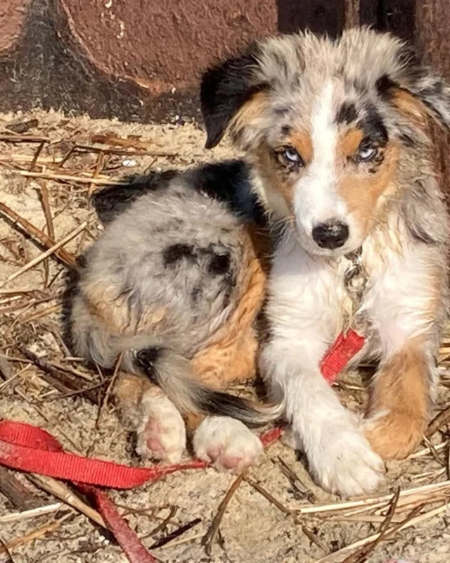 Cela faisait un moment que nous n’en avions pas parlé… 🐾
Arrivé en aout dernier, Apache de la Tribu de Sunka est le fidèle compagnon du Château de l’Isle. Ce jeune berger américain miniature, âgé d’un peu plus d’un an, fait désormais pleinement partie de la vie du domaine.
Toujours présent pour accueillir les visiteurs, se promener dans les jardins ou profiter des beaux jours, Apache incarne parfaitement l’esprit chaleureux de notre maison d’hôtes. Joueur, attachant et curieux, il accompagne avec douceur les instants de détente et contribue à rendre chaque séjour encore plus agréable ✨
Lors de votre prochaine visite, il ne manquera pas de venir à votre rencontre…
Réservations : www.chateaudelisle.com

#BergerAmericain #Chien #SéjourDeCharme
