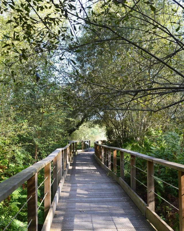 Le Médoc ne se résume pas à ses prestigieux vignobles. Il abrite également un patrimoine naturel exceptionnel : les lagunes forestières. Elles constituent des écosystèmes rares et fragiles, essentiels à la biodiversité locale 🌳.

Au fil d'une promenade, laissez-vous surprendre par ces havres de paix où la nature s'exprime pleinement. Chaque saison offre un nouveau visage à ces paysages préservés, entre reflets de l'eau, végétation typique et faune discrète. Une véritable invitation à ralentir et à se reconnecter à l'essentiel.

Après cette parenthèse nature, retrouvez le confort et le calme du
Château de l'Isle, idéalement situé pour partir à la découverte des plus beaux sites du Médoc.

Réservez votre chambre dès maintenant au Château de l'Isle et partez explorer les richesses naturelles du Médoc : http://www.chateaudelisle.com

Crédit image : Médoc Atlantique

#ChâteauDeLIsle #Médoc #LagunesDuMédoc #Nature